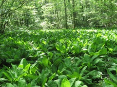 Lysichiton camtschatcensis