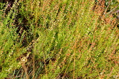 Ocimum angustifolium
