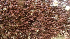 Vinealobryum brachyphyllum