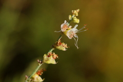 Ocimum angustifolium