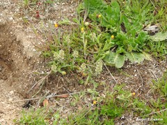 Calendula arvensis