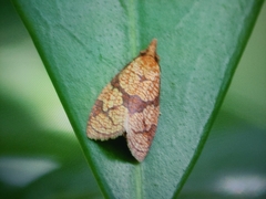 Cenopis reticulatana