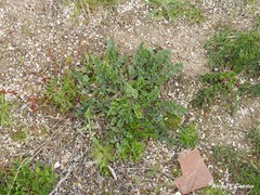 Pimpinella villosa