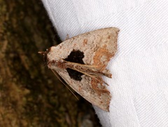 Hyperlopha compactilis