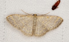 Idaea costiguttata