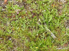 Plantago lagopus