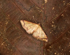 Idaea impexa