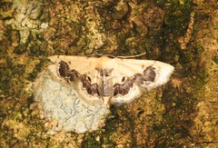 Idaea macrospila