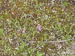 Silene colorata