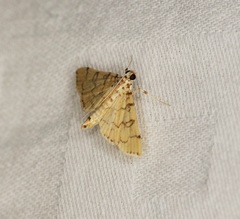 Lamprosema tampiusalis