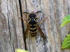 Dolichovespula saxonica