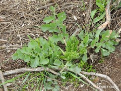Pimpinella villosa