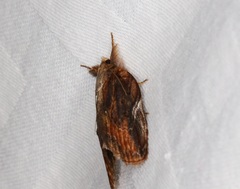Lamprothripa scotia