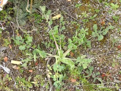 Pimpinella villosa