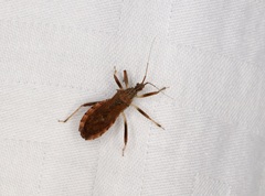 Lisarda rhypara