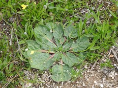 Echium plantagineum