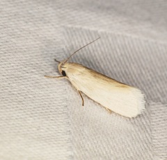 Athrypsiastis salva