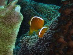 Amphiprion sandaracinos
