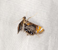 Nymphicula
