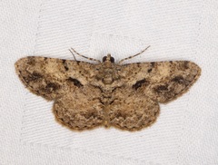 Psilalcis galsworthyi