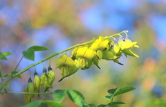 Crotalaria agatiflora