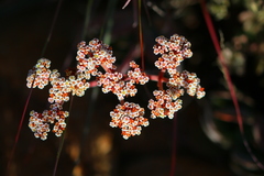 Crassula swaziensis