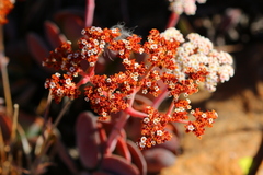 Crassula swaziensis
