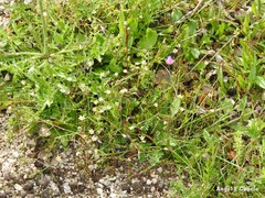 Spergula arvensis