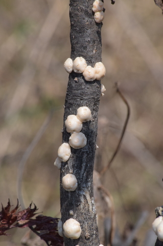 White Wax Scale - Ceroplastes destructor