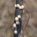 Ceroplastes albolineatus - Photo (c) R.E.Llanos, alguns direitos reservados (CC BY-NC-SA), uploaded by R.E.Llanos