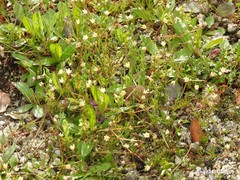 Spergula arvensis