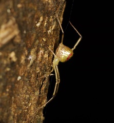 Thwaitesia margaritifera