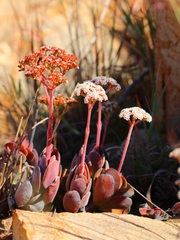 Crassula swaziensis