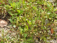 Spergula arvensis
