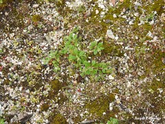 Spergula arvensis