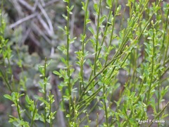Cytisus scoparius