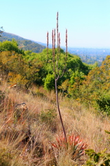 Aloe pretoriensis