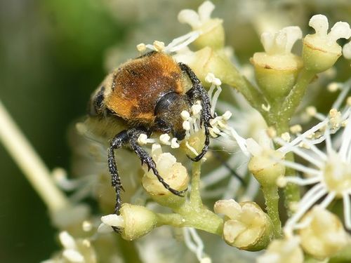 French Flower Chafer, Groesbeek, Nederland, photo 10 of 10
