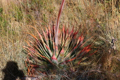 Aloe pretoriensis