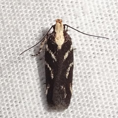 Filatima
