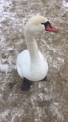 Cygnus olor