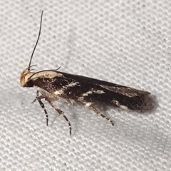 Filatima
