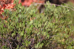 Searsia magalismontana magalismontana