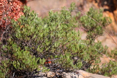 Searsia magalismontana magalismontana