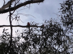 Platycercus icterotis