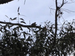 Platycercus icterotis