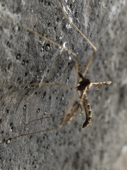Epiphragma