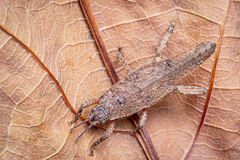 Microcanachus matileorum