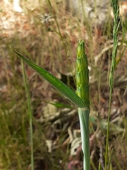 Triticum aestivum