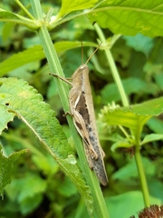 Stenocatantops cornelii